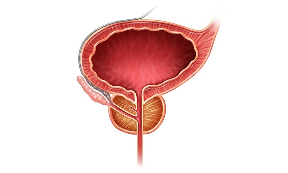 lokasyon ng prostate sa mga lalaki